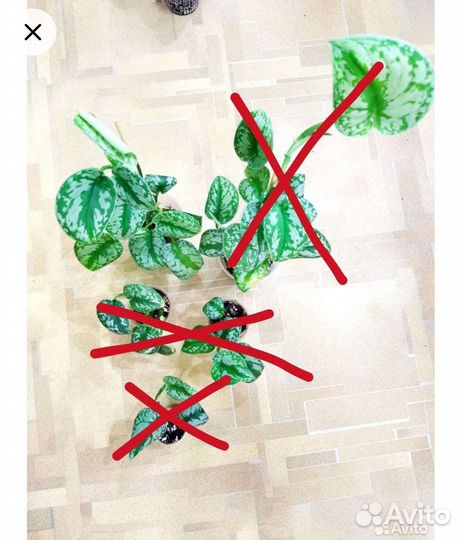 Сциндапсус пиктус треби