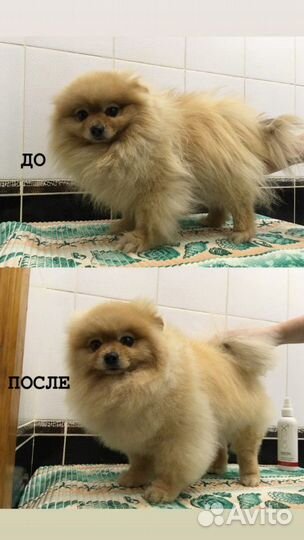 Груминг (стрижка) собак