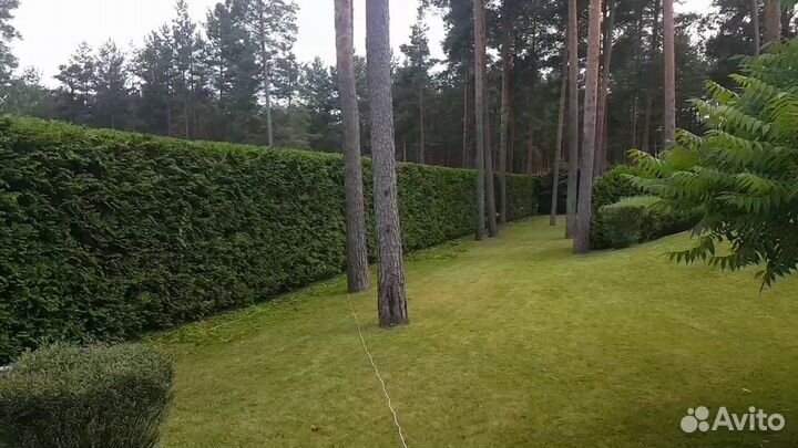 Туя Брабант для изгороди