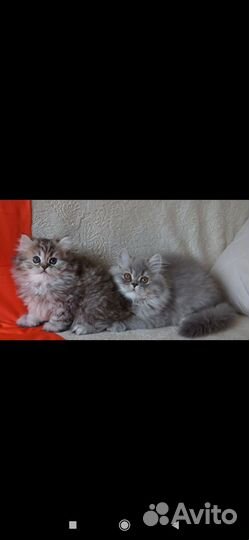 Леон пушистый котик