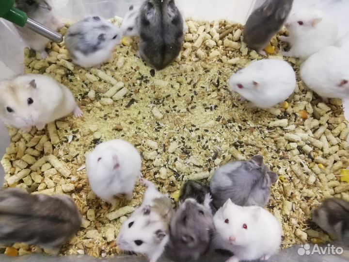 Джунгарский хомячок