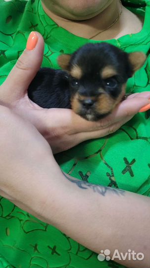 Йоркширский терьер мини беби фейс щенки