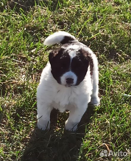 Щенок мальчик