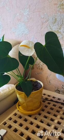 Продам антуриум белый