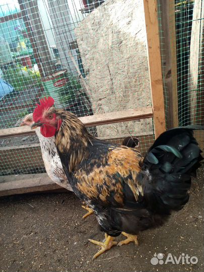 Молодые петухи Алапаевск