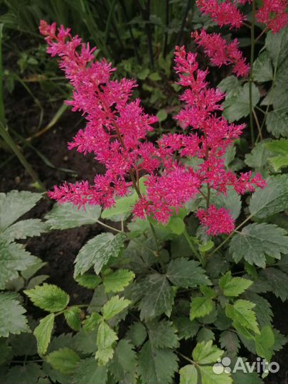 Красивые астильбы, тенелюбивые многолетники