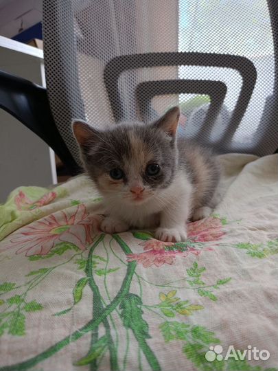 Котята в добрые руки бесплатно