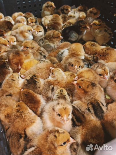 Суточная домашняя птица в ст. Старокорсунской