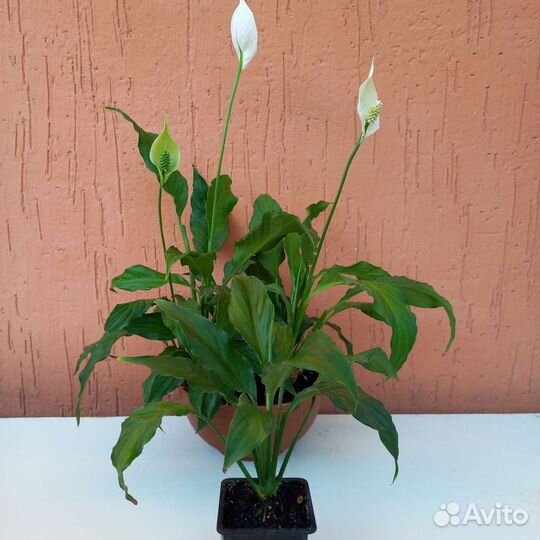 Домашние цветы