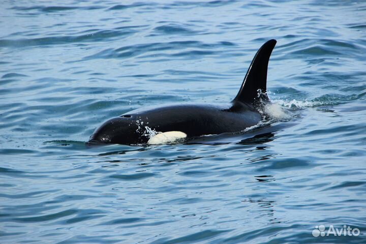 Морские прогулки, идет набор (Старичков, Русская)
