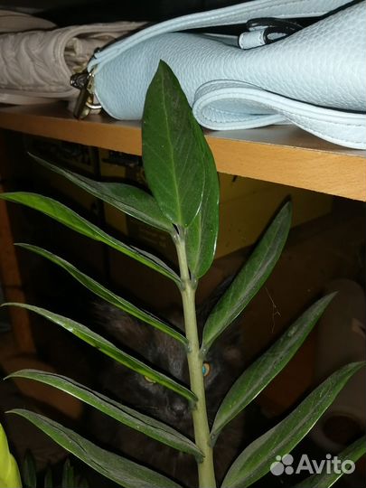 Кошка в дар бесплатно