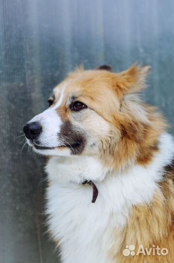 Невероятной красоты собака ищет дом