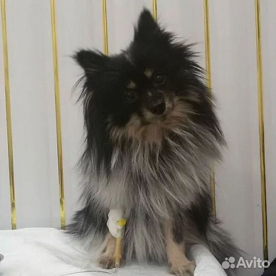 Ветеринарный врач. Выезд на дом