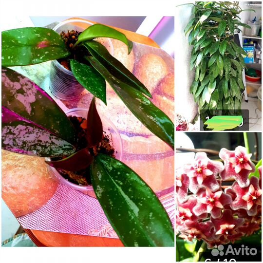 Хойя вариегатная, мандарин, алое,лимон