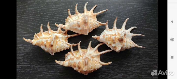 Ракушки Ламбис Ламбис и Кроката