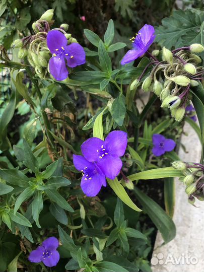 Традесканция плач Очиток Топинамбур Львиный зев