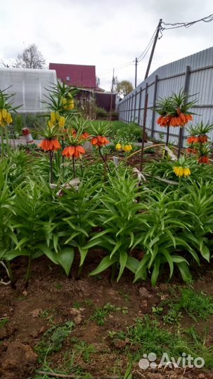 Рябчик Императорский