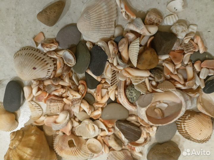Ракушки, кораллы для аквариума для террариума