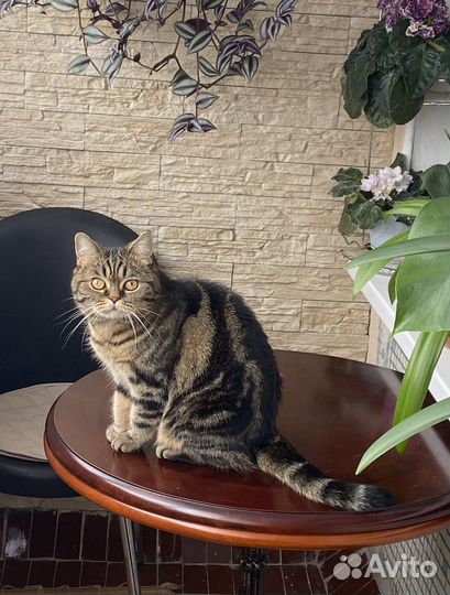 Передержка кошек/котов в домашних условиях