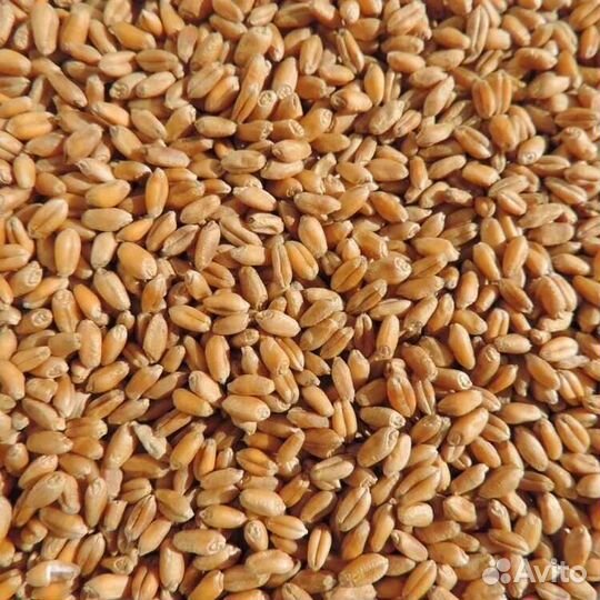 Пшеница