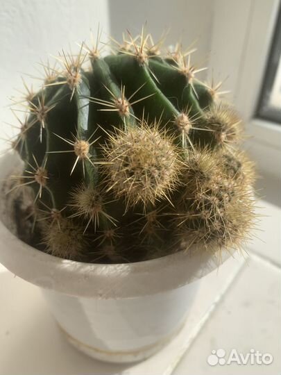 Кактусы и суккуленты