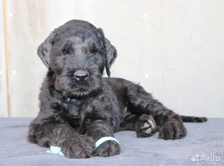 Русский черный терьер щенки