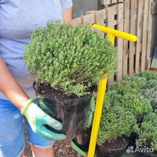 Чебрец тимьян