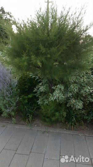 Цветущие кустарники и многолетники