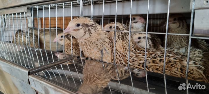 Инк. яйцо перепелов белый гигант,маньчжурская