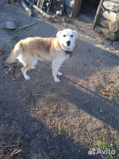 Собака в добрые руки отдам бесплатно