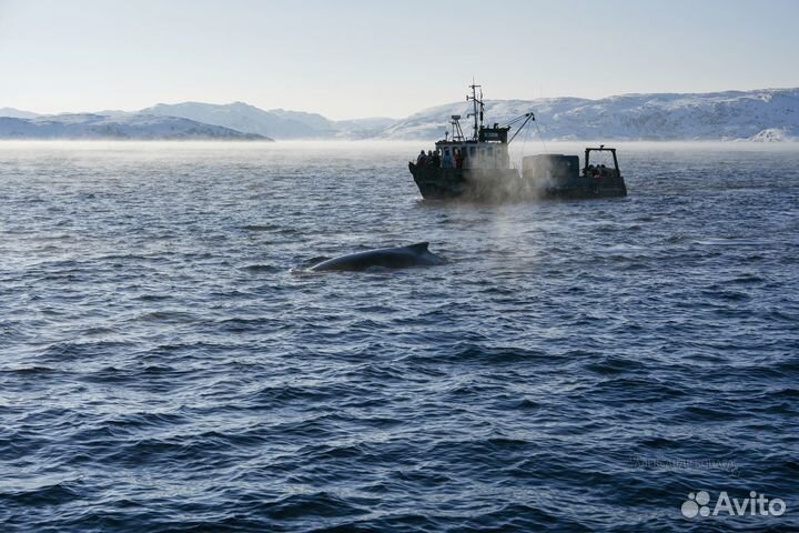 Северное Сияние, Териберка, киты, водопады, горы