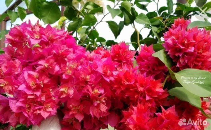 Бугенвиллия.бегония