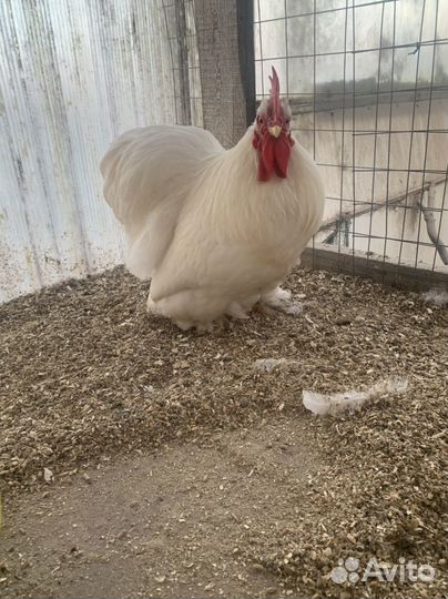 Кохинхин карликовый белый 1+2