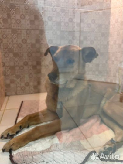 Очень ищем передержку собаке