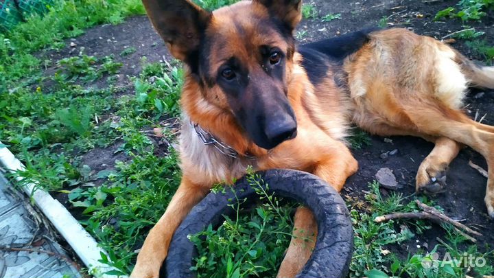 Выгул собак