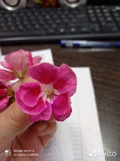 Черенок пеларгонии