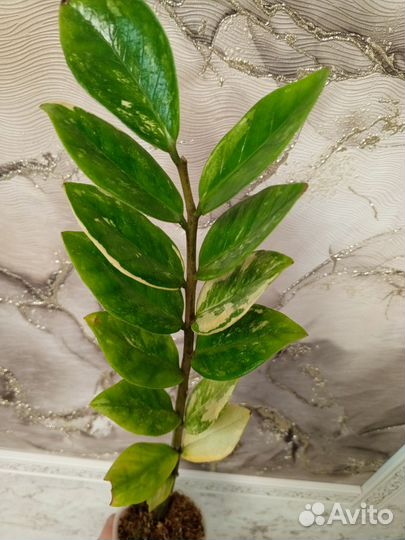 Замиокулькас вариегатный