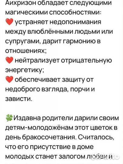 Аихризон дерево любви