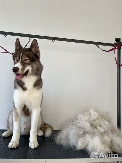 Груминг собак