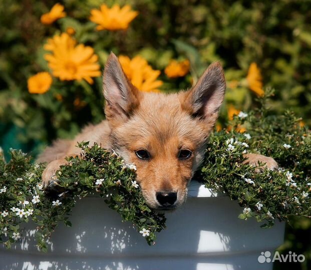 Собака в добрые руки