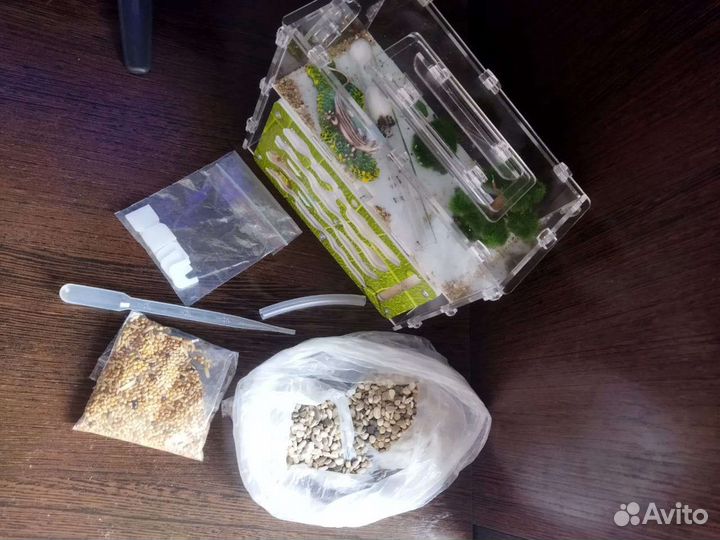 Муравьиная ферма с муравьями