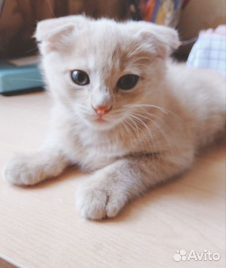 Котенок вислоухий