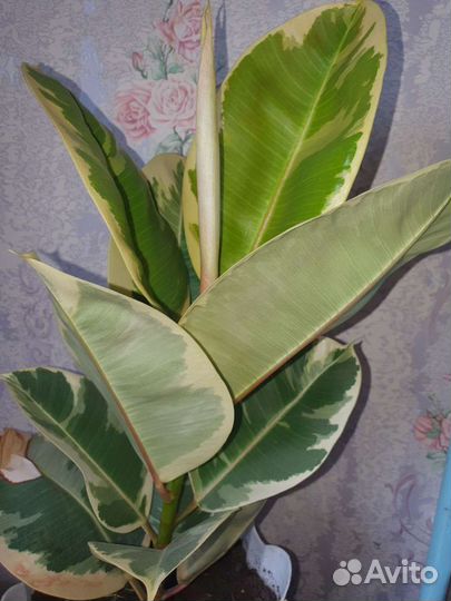 Фикус с белым краем