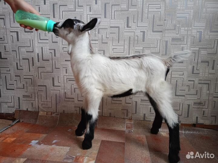 Продам коз, козочек