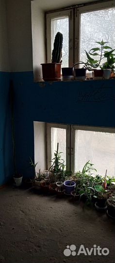 Комнатные цветы