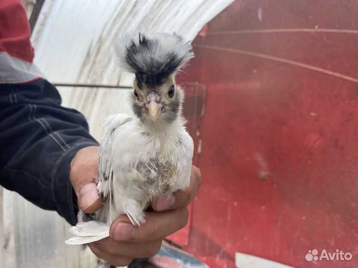 Цыплята кур несушек