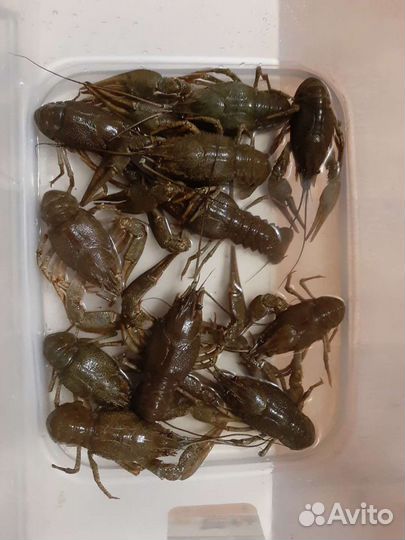 Продам живые раки