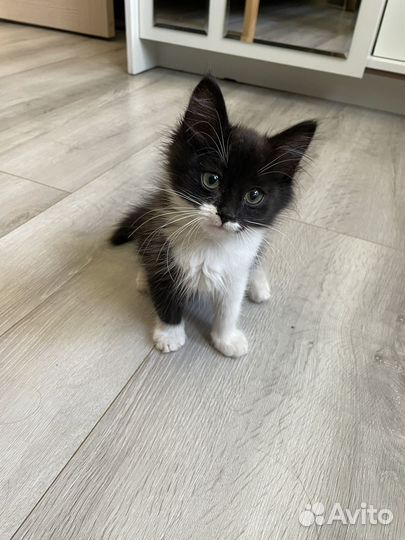 Котенок девочка