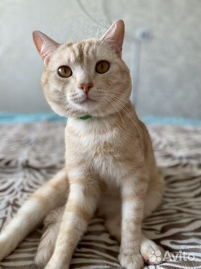 Британский кот для вязки