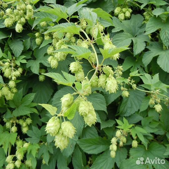 Ирис, роза, лианы, хмель, черноплодка